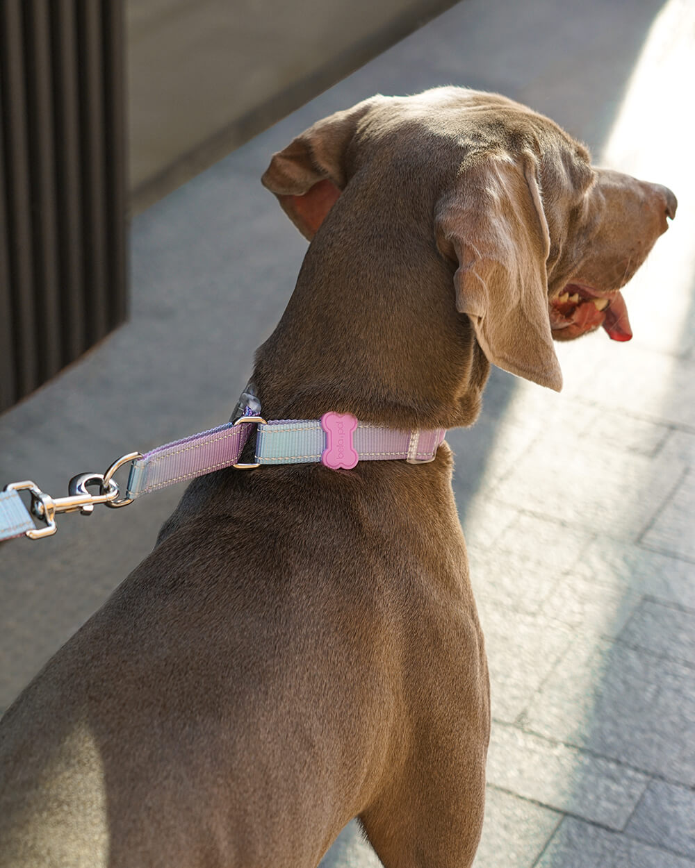 Weimaraner wearing a reflective Bella & Pal Controla Swift Martingale collar with buckle in Lilac Whisper. No-pull collar for large dogs, ideal for secure training and walking. Adjustable and escape-proof design for effective control